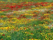 Ist die Natur-Schöpfung nicht atemberaubend schön ?