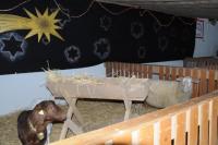 XXL- Krippe mit lebenden Tieren beim Reit- und Fahrverein Breisach