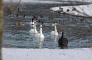 Die Schwäne berüßen Neujahr 2006 im Fulwellpark