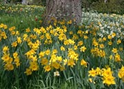 Die unbändige Kraft des Frühling kündigt sich an: Osterglocken zeugen vom ERWACHEN der Natur