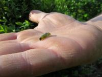 Ein kleiner Schmetterling bringt diesen Mörder an den Baum der Reichen: Der Buchsbaumzünsler
