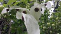 Taschentuch-Baum oder Tauben-Baum: So nennt man die „Davidia involucrata“.