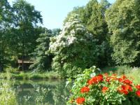 Blüten-Baum Catalpa am Wernersee im Queen-Augustce-Victoria-Park