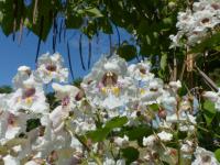 Wunder der Schnheit und der Schöpfung: Die Blüten der Catalpa.