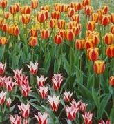 Tulpenblüte: Nach dem langen Winter erfreuen die ersten Blüher am meisten